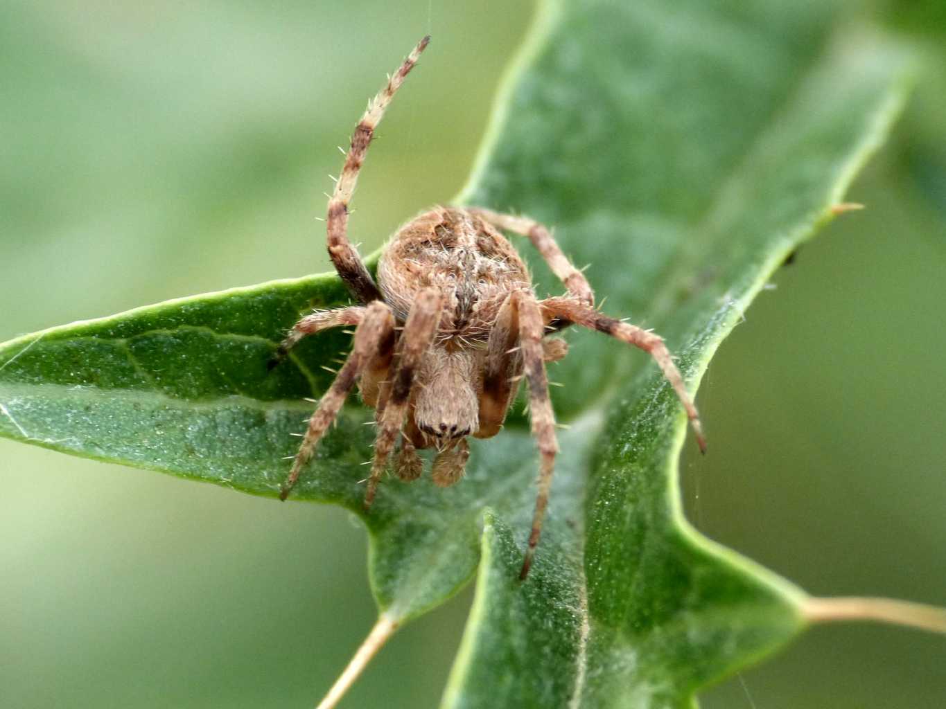 Neoscona subfusca & Agelenatea redii- Tolfa (RM)